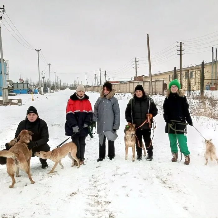 благотворительная акция, направленная на помощь бездомным животным